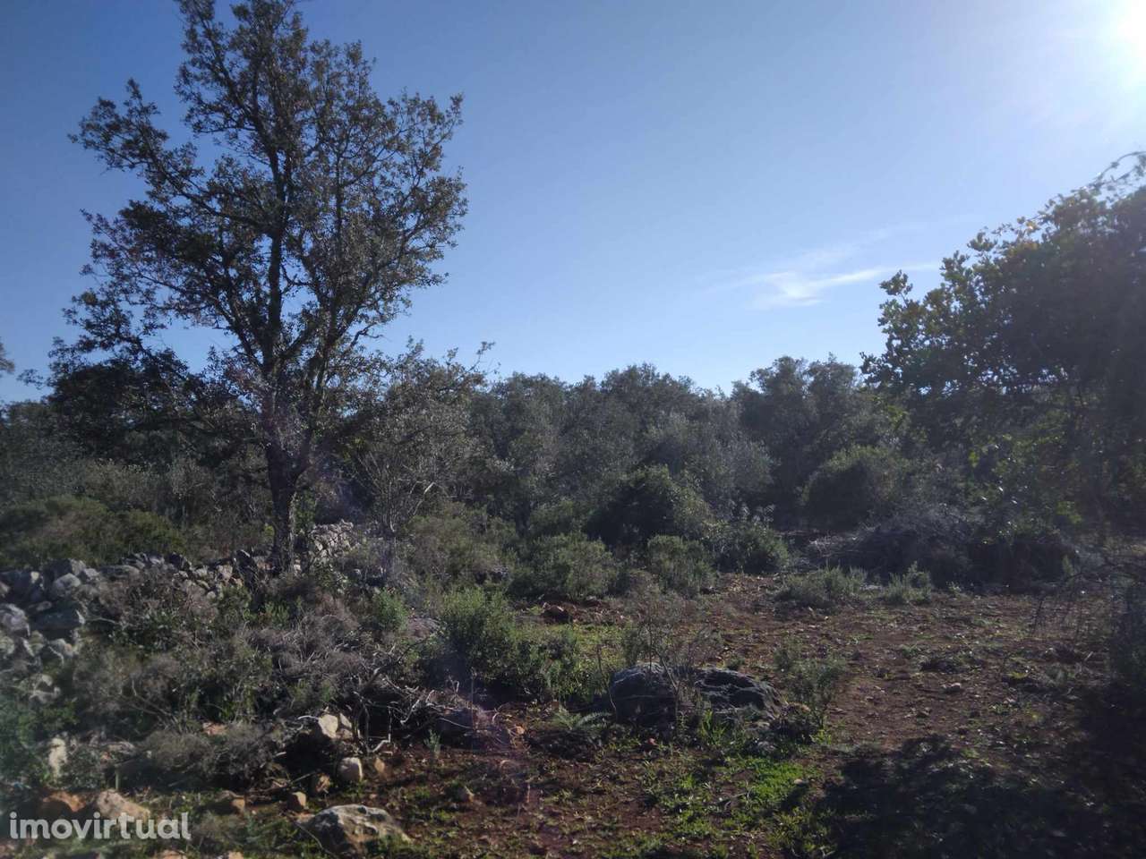 Terreno nos arredores de São Brás de Alportel - Grande imagem: 5/9
