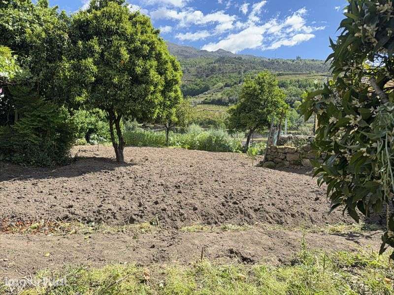 Casa no Douro em Vilar de Barrô - Resende - Grande imagem: 4/12