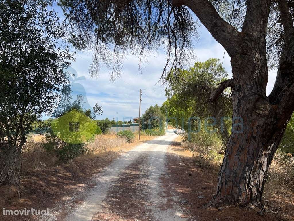 TERRENO AMPLO COM POÇO-BOAS VISTAS E PINHEIROS A 4KM DA PRAIA - Grande imagem: 5/35
