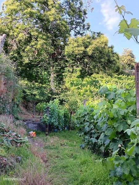 Terreno Agrícola com Vinha e Árvores de Fruto - Grande imagem: 4/12