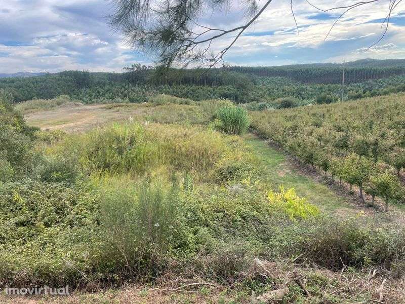 Terreno com viabilidade industrial tipo 1 no Vale Francas - Grande imagem: 2/4