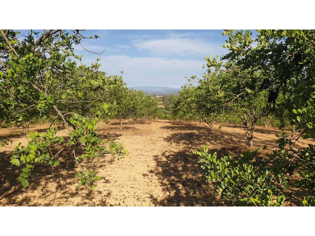 Terreno de 18.800 m2 com furo na Picota em Loulé, Algarve - Grande imagem: 4/7