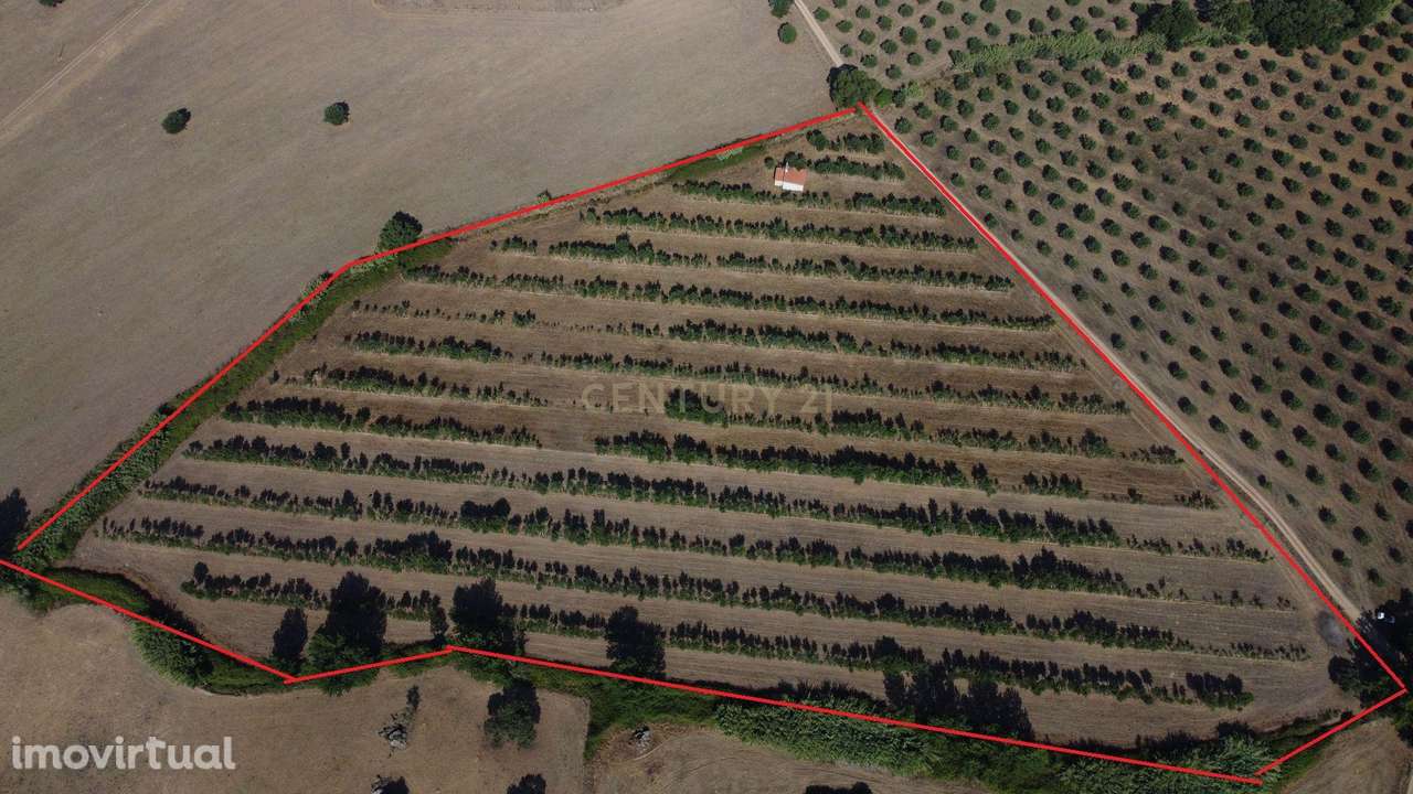 Quinta em São Bartolomeu do Outeiro - Grande imagem: 3/16