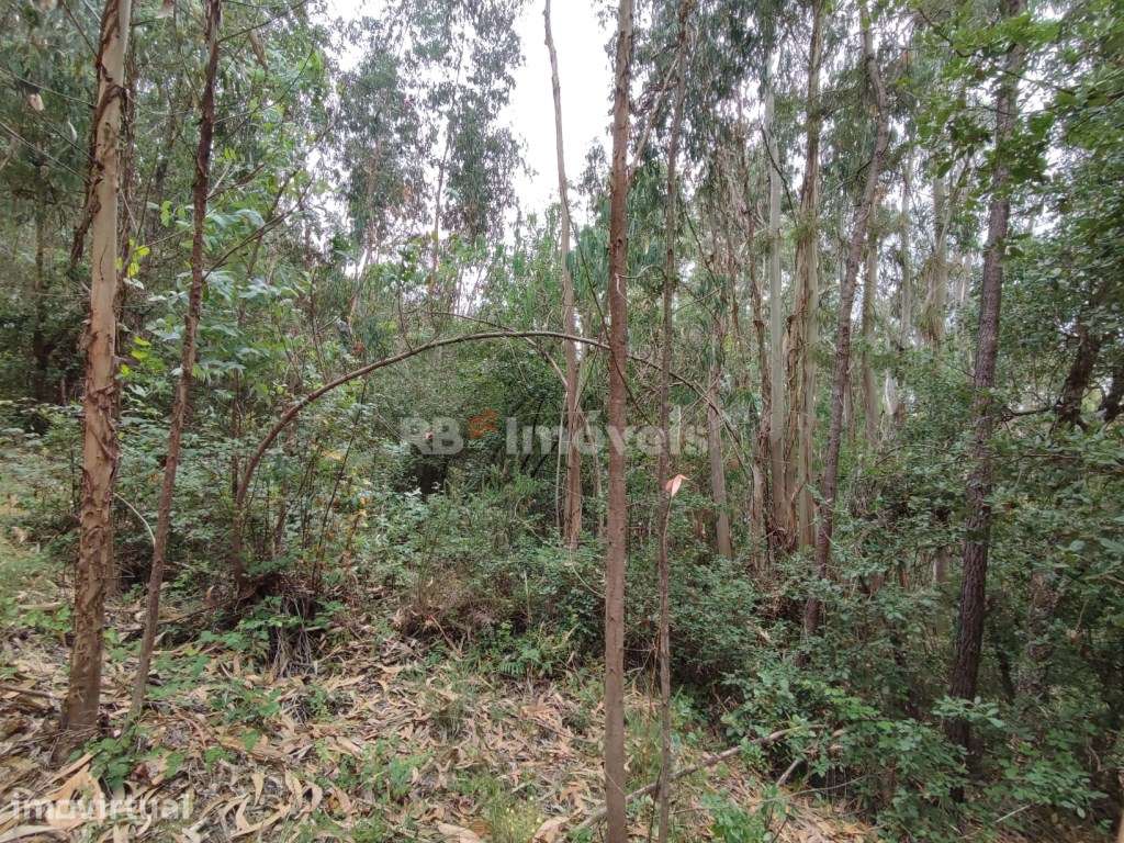 Eucaliptal com 3800m² - Serra de Santa Catarina, Ferreira do Zêzere - Grande imagem: 5/9