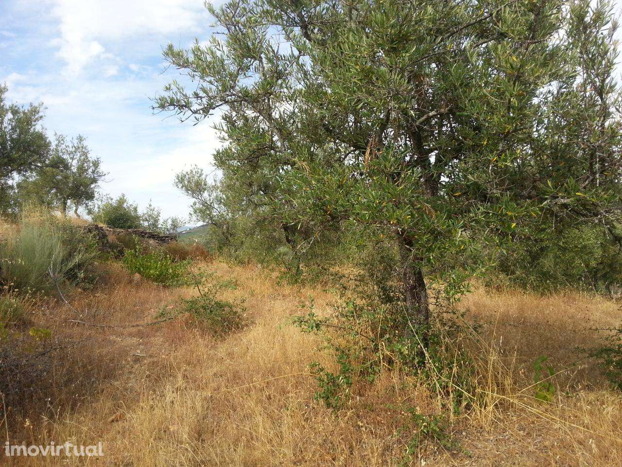 Terreno rústico em Póvoa de Penela, Penedono - Grande imagem: 2/5
