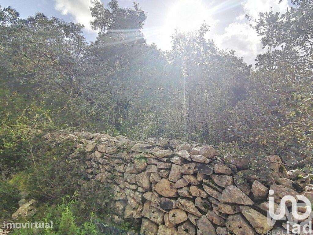 Terreno Agrícola em Chãos - Grande imagem: 2/16