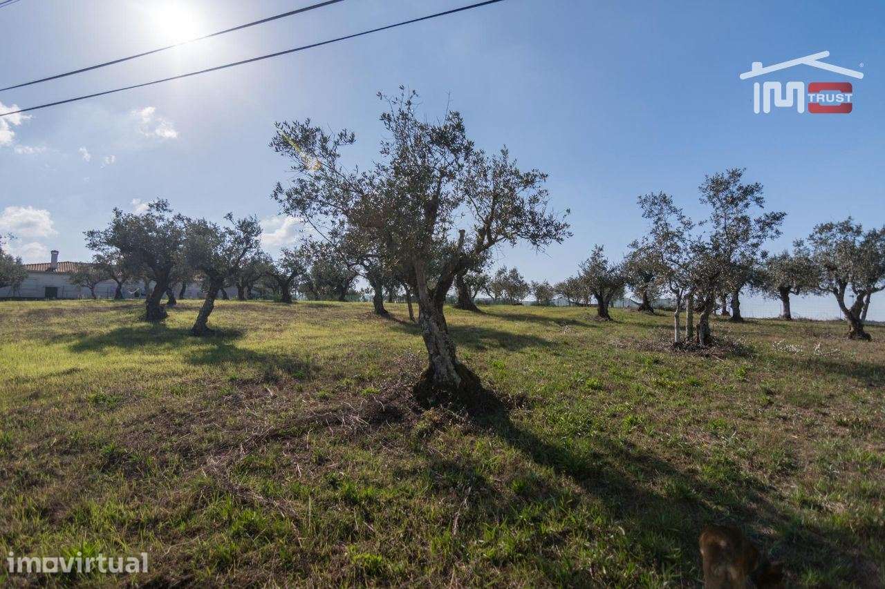 TERRENO DE CULTURA COM OLIVEIRAS EM SOBRAL DA GRANJA - Grande imagem: 3/8