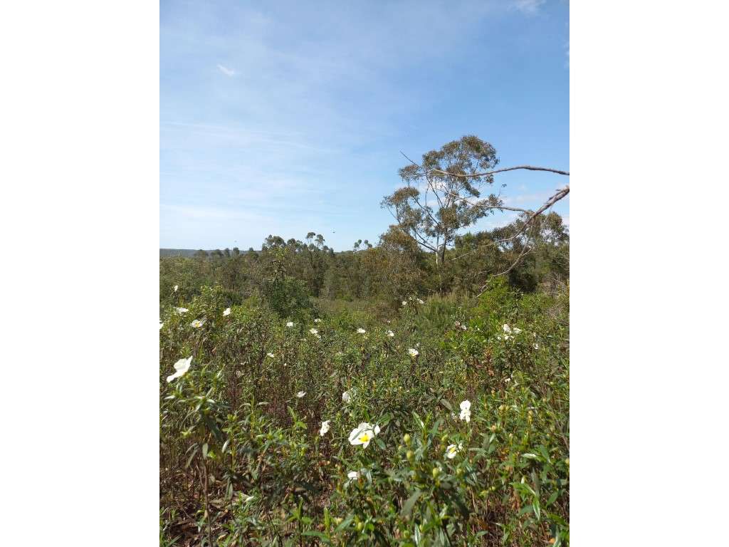 Terreno Rústico na Serra de Grândola - Grande imagem: 4/5