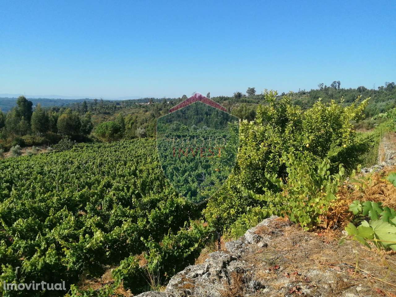 Quinta  Venda em Silgueiros,Viseu - Grande imagem: 5/24