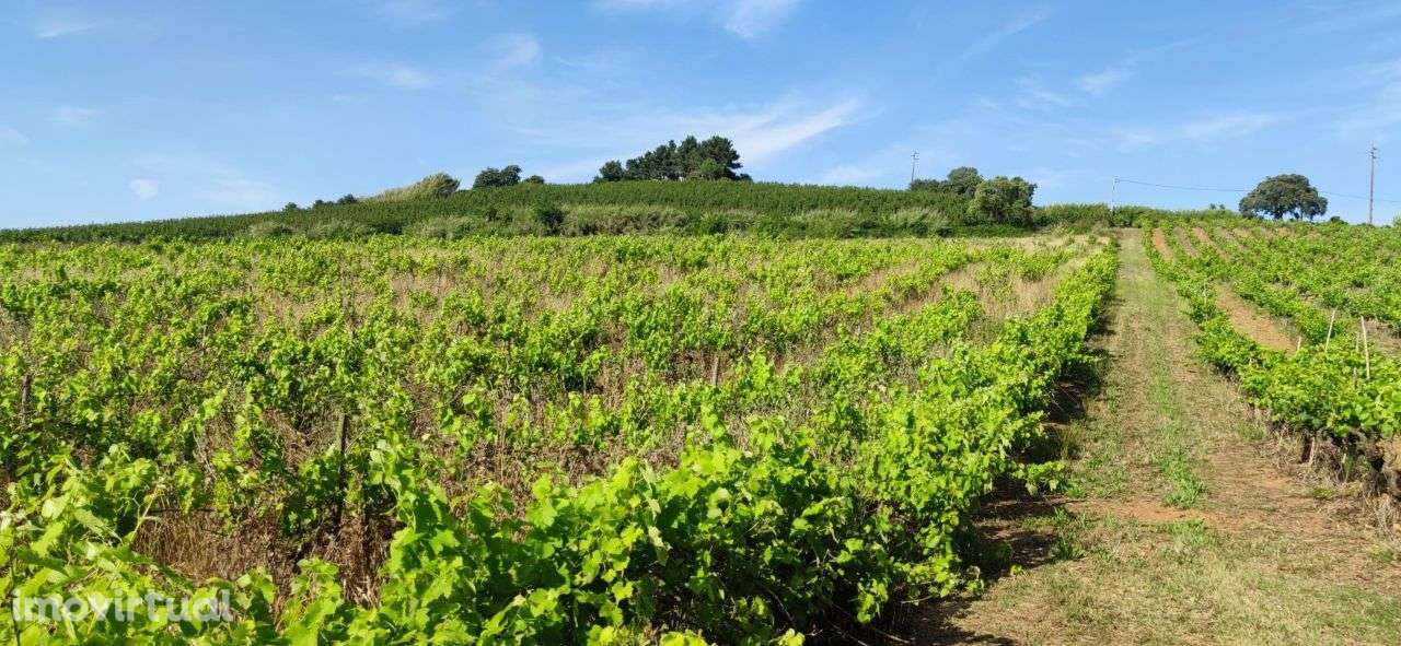 Terreno rustico | 9640 m2 | Cadaval - Grande imagem: 2/7