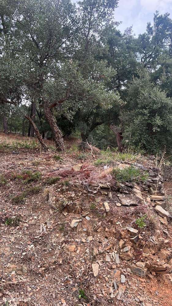 Terreno com pinheiros – Ideal para estaleiro em Proença-a-Nova - Grande imagem: 2/8