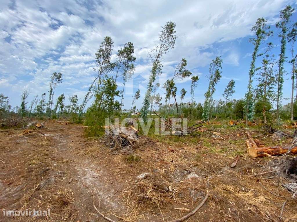Terreno com 11000m² na Fonte Santa, próximo do centro da Marinha Gr... - Grande imagem: 4/7