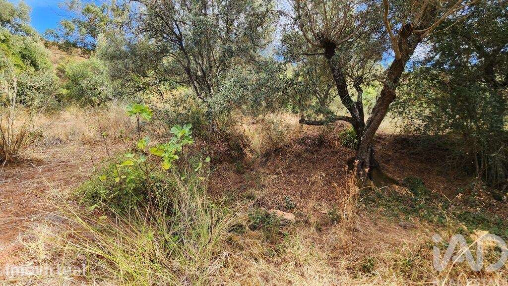 Terreno Agrícola em São Bartolomeu de Messines - Grande imagem: 5/36