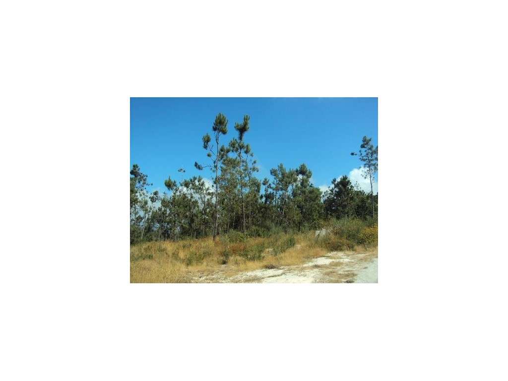 Terreno em Paredes de Coura - Grande imagem: 4/4