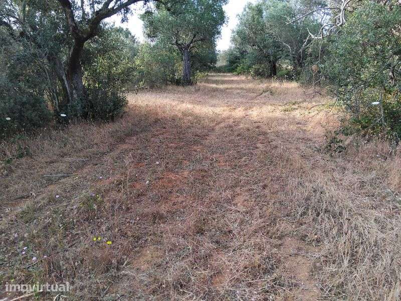 2,5 hectares de olival tradicional em Vila Boim