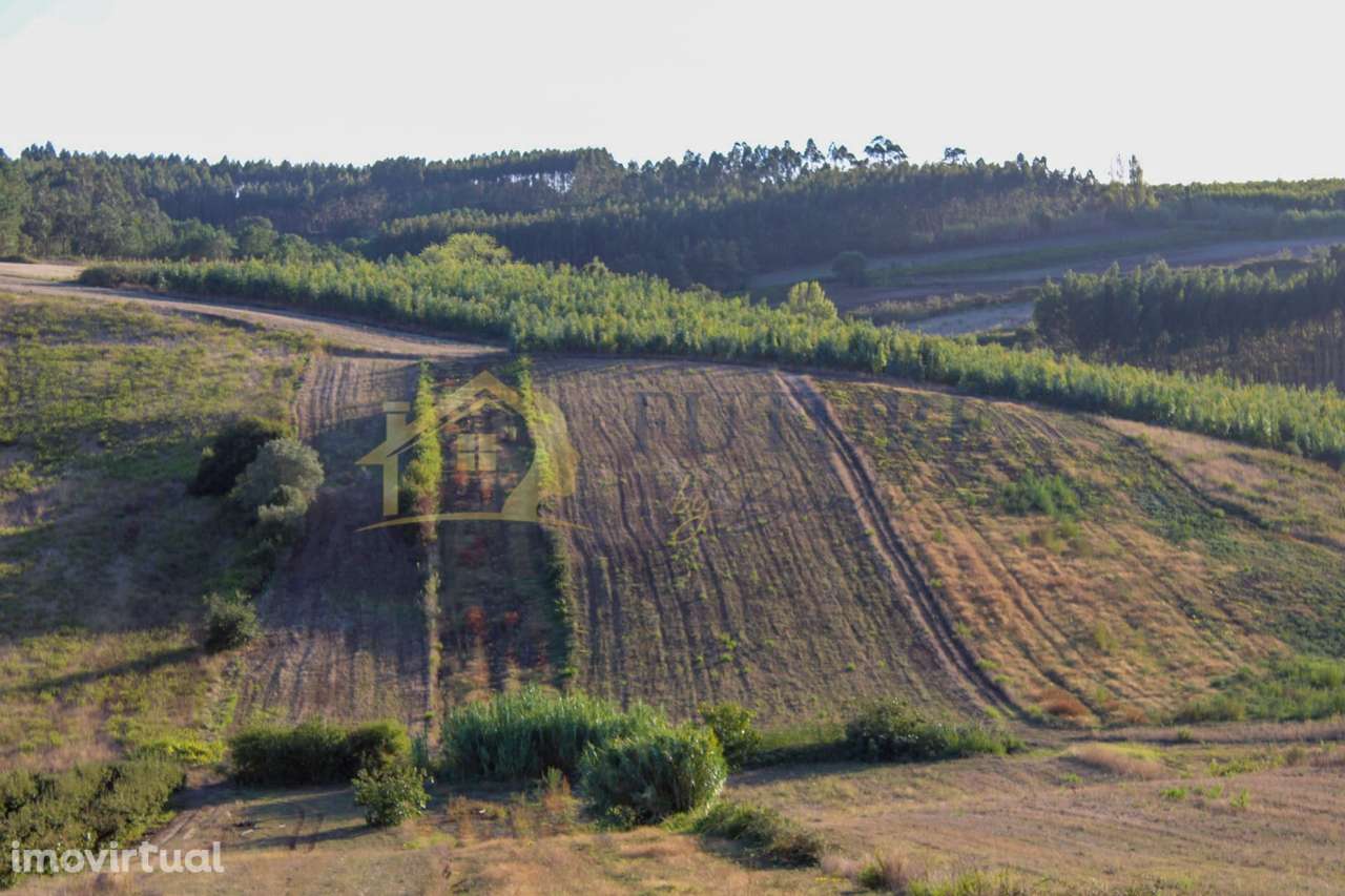 Terreno  Venda em Bombarral e Vale Covo,Bombarral - Grande imagem: 3/21