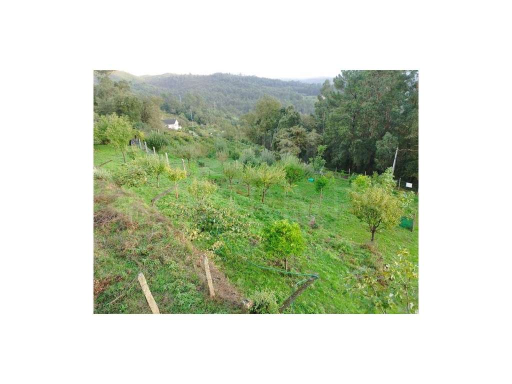 Terreno de Construção em Roussas, Melgaço - Grande imagem: 3/15