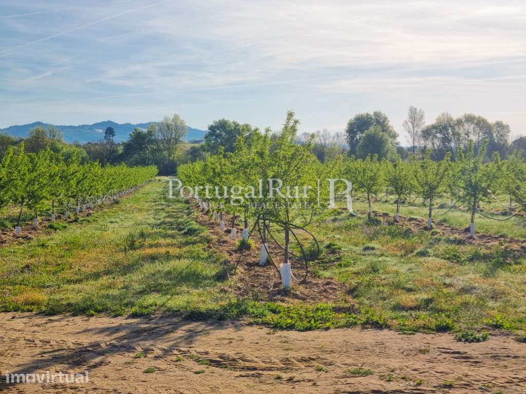Herdade de 64ha com Amendoal no Fundão - Grande imagem: 4/11