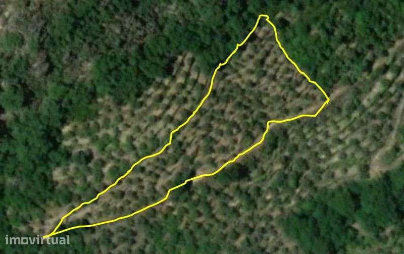 Terreno agrícola em Lagoaça - Olival com +/- 200 Oliveiras - Grande imagem: 2/2