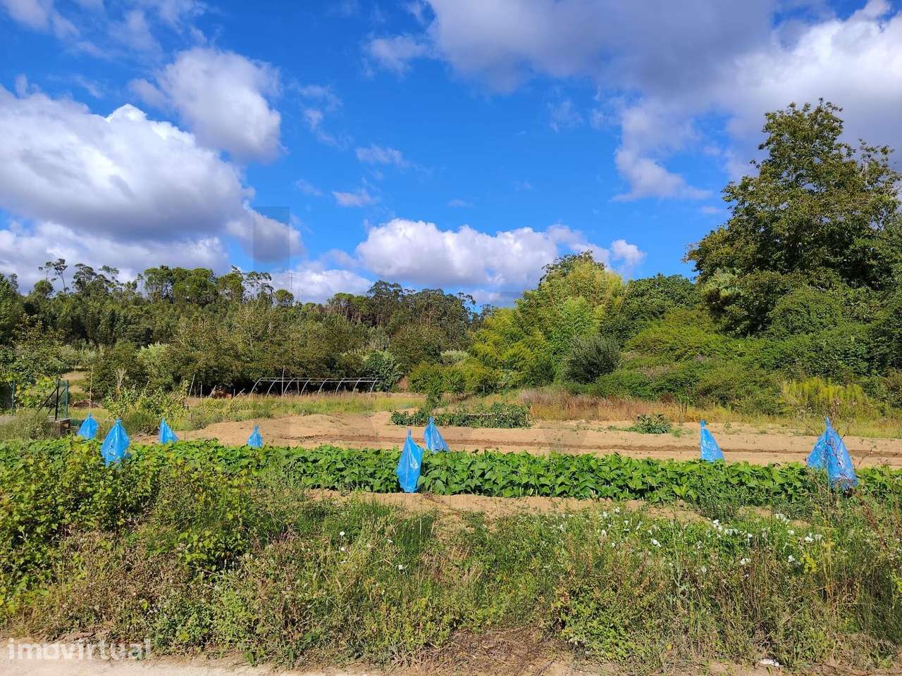Quinta da Barata - Grande imagem: 4/30