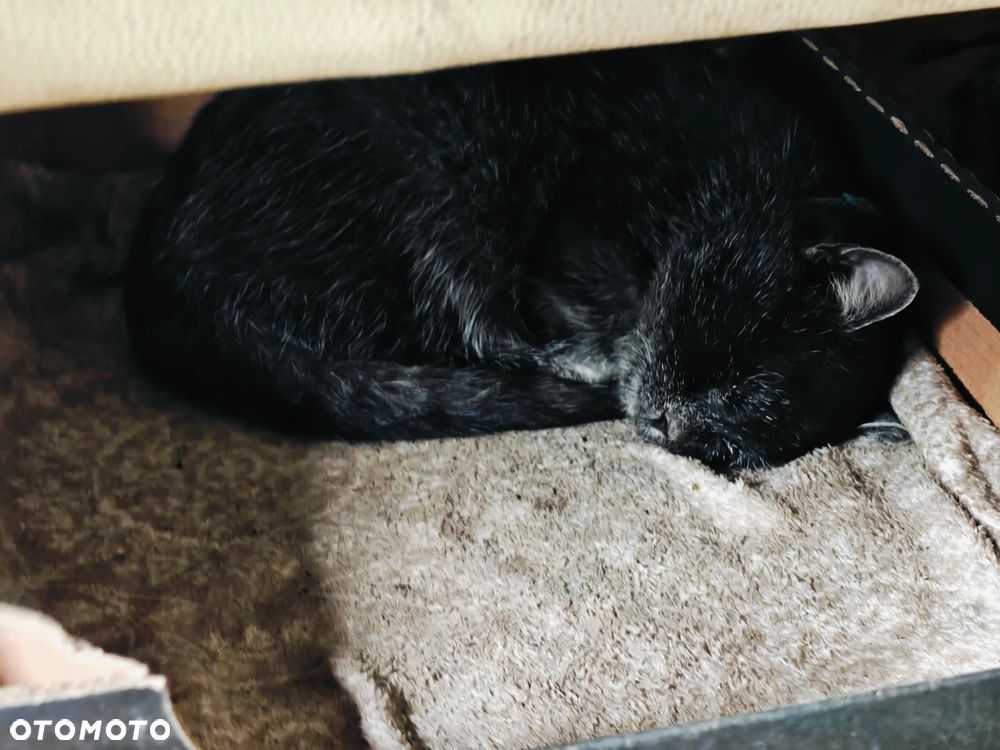 Alfa Romeo 147 1.9 JTD 16V Black Line - 24