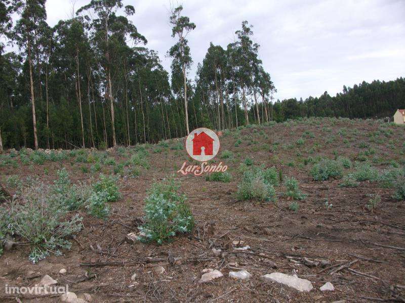 Terreno Florestal de 9.900m2 em Canidelo Vila do Conde - Grande imagem: 5/5