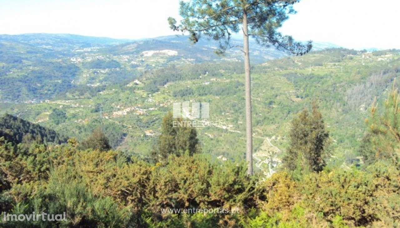 Venda Terreno, Cinfães - Grande imagem: 5/12