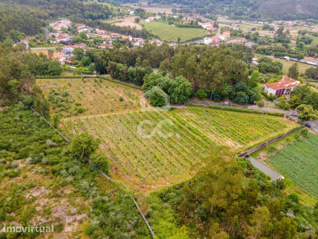 Terreno Rústico com 8000m2 em Lemenhe - Excelente Oportunidade! - Grande imagem: 2/16
