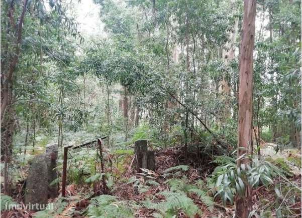 Terreno com potencial construtivo de 4100m² em Vilar de Pinheiro - Grande imagem: 3/6