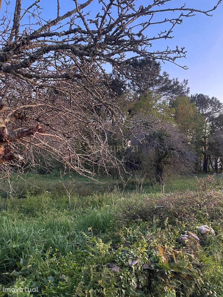 Terreno, 882 m², Afife - Grande imagem: 3/3