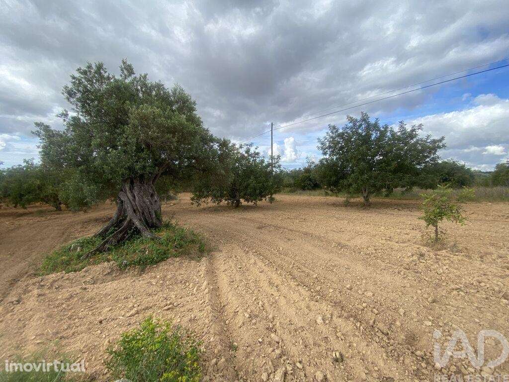 Terreno Agrícola em Loulé (São Sebastião) - Grande imagem: 3/16