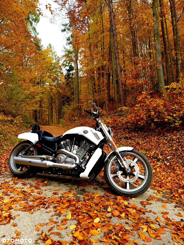 Harley-Davidson V-Rod Muscle - 1