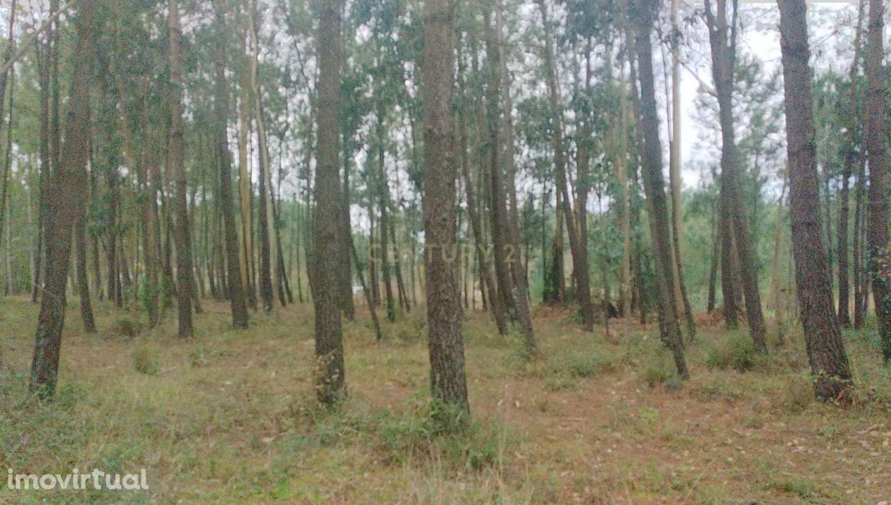 Terreno Rustico com pinheiros - Maceira. - Grande imagem: 5/12