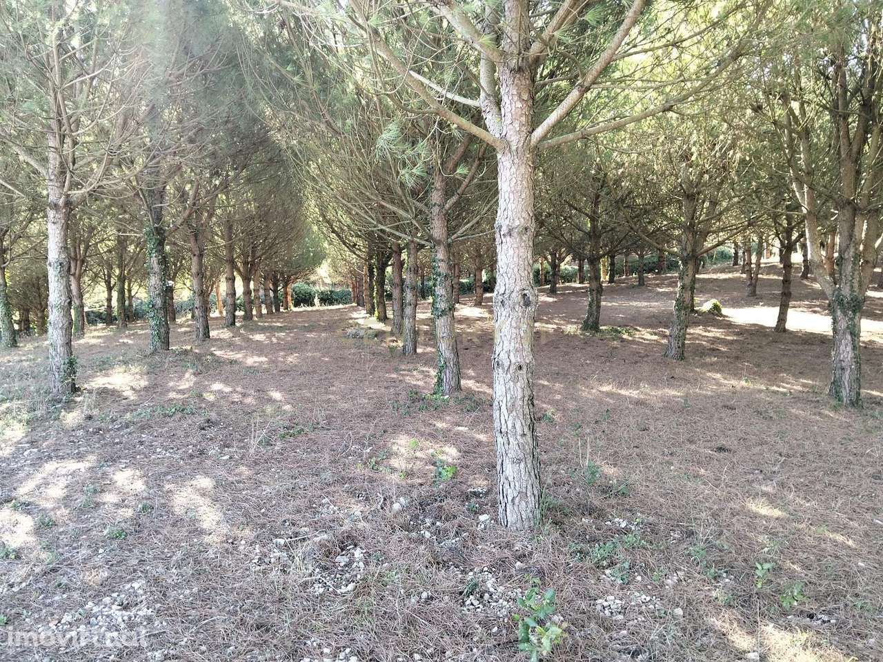 Terreno rústico com viabilidade de construção - Grande imagem: 5/18