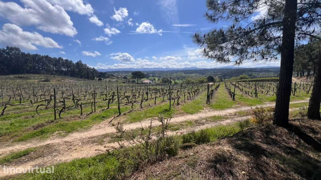Terreno para construção em zona de Tábua - Grande imagem: 3/3