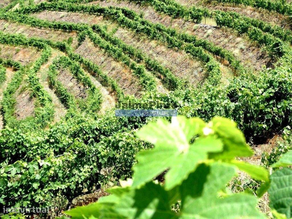 QUINTA 260.000m2 com VINHA. Douro Superior. Portugal, Vila Nova Foz... - Grande imagem: 3/8