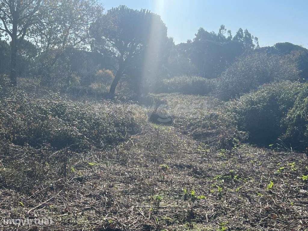 Terreno de Construçao em Monte Real - Grande imagem: 2/5