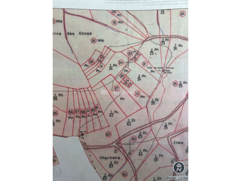 Terreno com pinhal - Ladeira das Covas, Mação - Grande imagem: 2/3