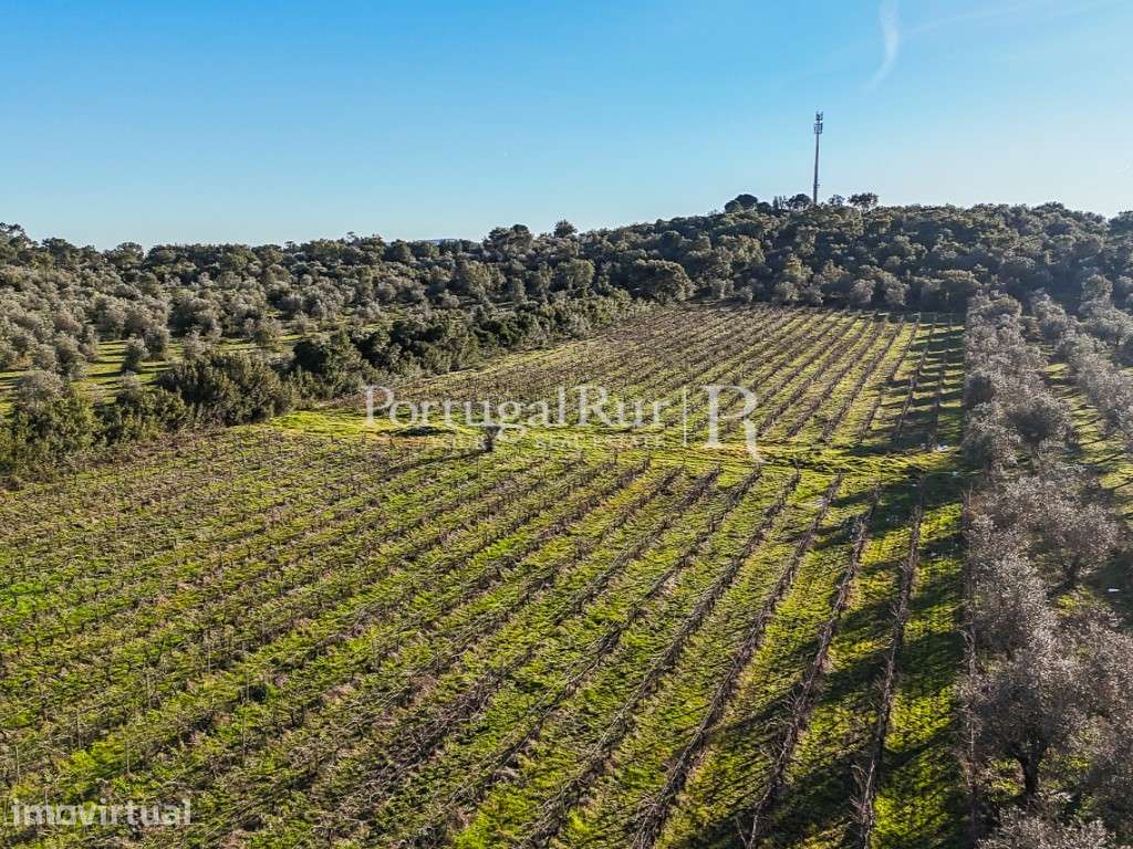 Quinta de 9,6 ha com ruína e vinha em Estremoz - Grande imagem: 5/30