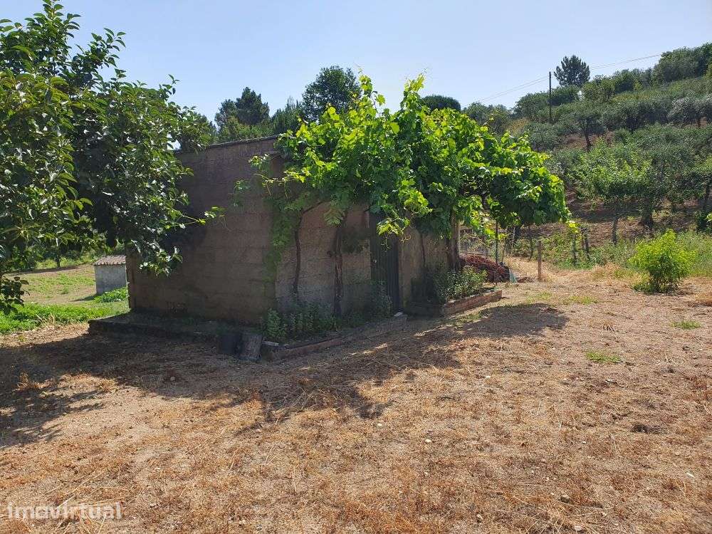 Terreno agrícola com quase meio hectare - Trancoso - Grande imagem: 5/41