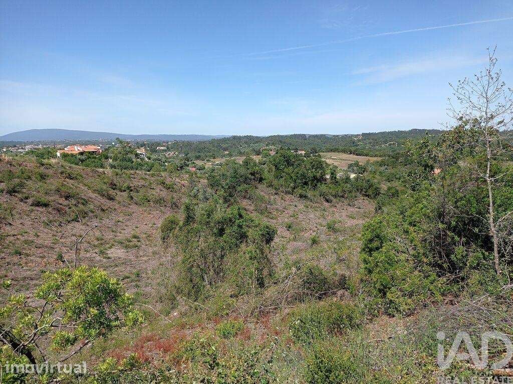 Terreno Agrícola em Madalena e Beselga - Grande imagem: 5/27