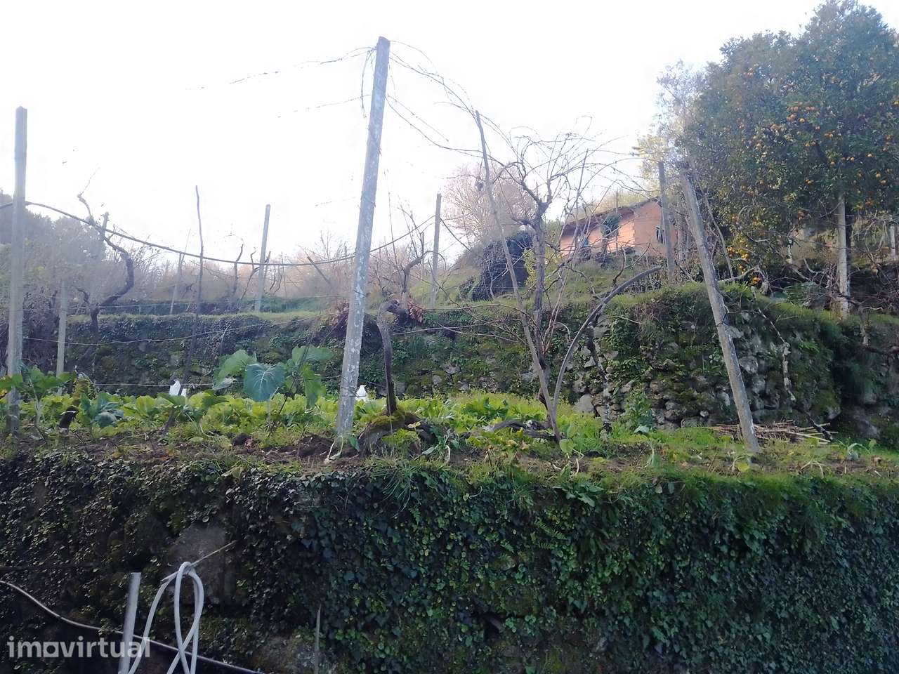 Terreno Rústico em Cinfães - Viseu Venda de Terreno em Cinfães - Viseu - Grande imagem: 2/28