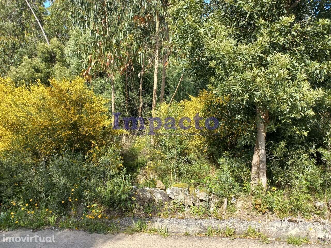 Terreno Rústico, Pinhal - Grande imagem: 2/6