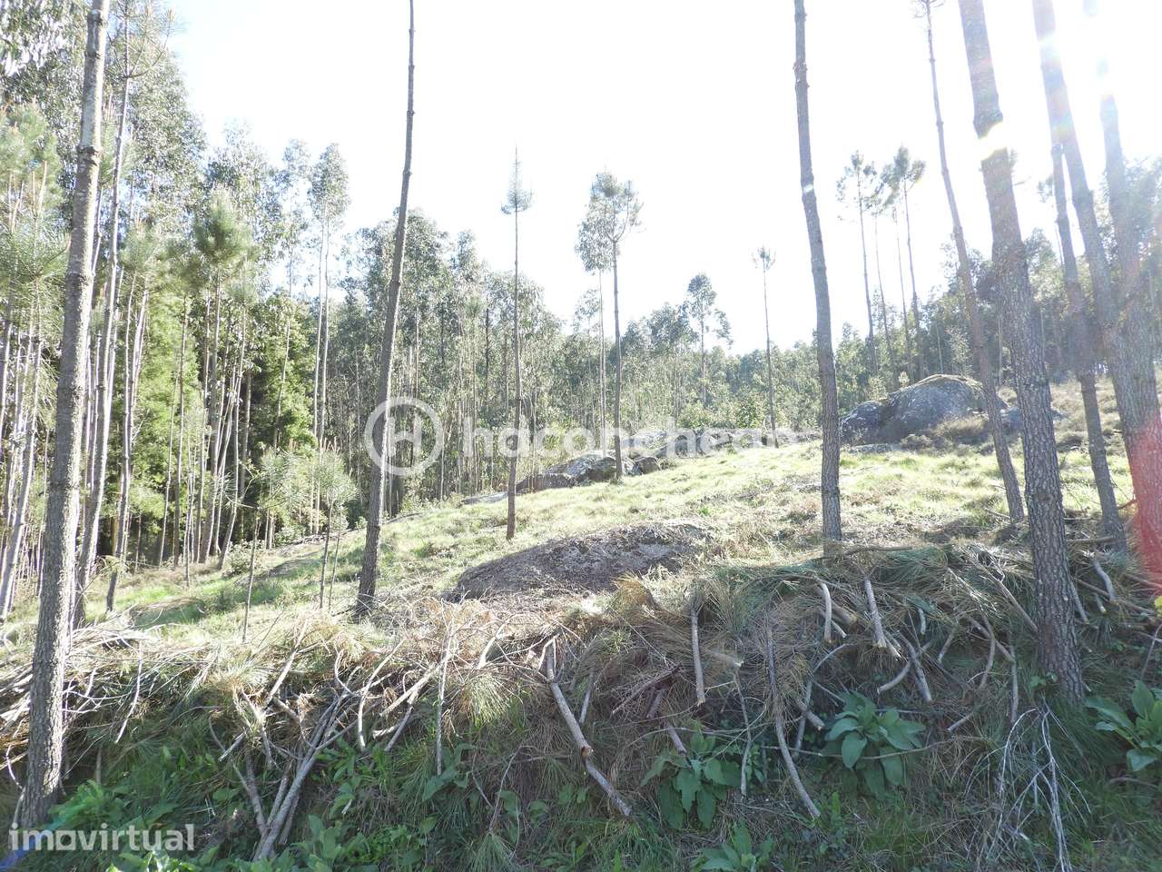 Terreno Rústico com 3051m2 Quintiães - Barcelos - Grande imagem: 4/8