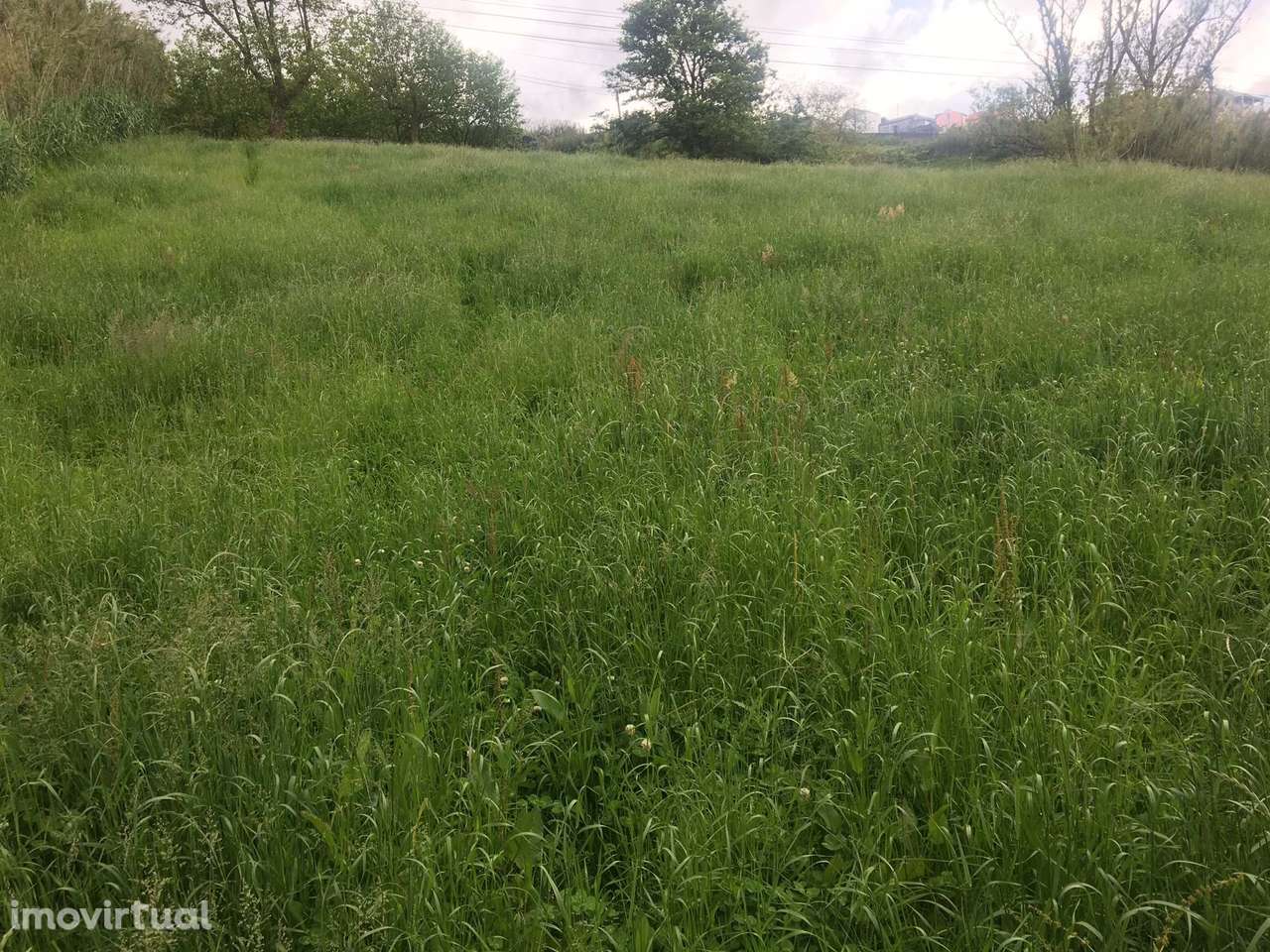 Terreno Rústico em Remédios - Grande imagem: 5/10