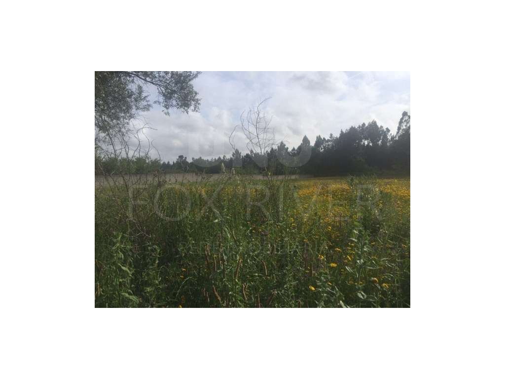 Lote de Terreno em Vila de Punhe - Grande imagem: 3/5