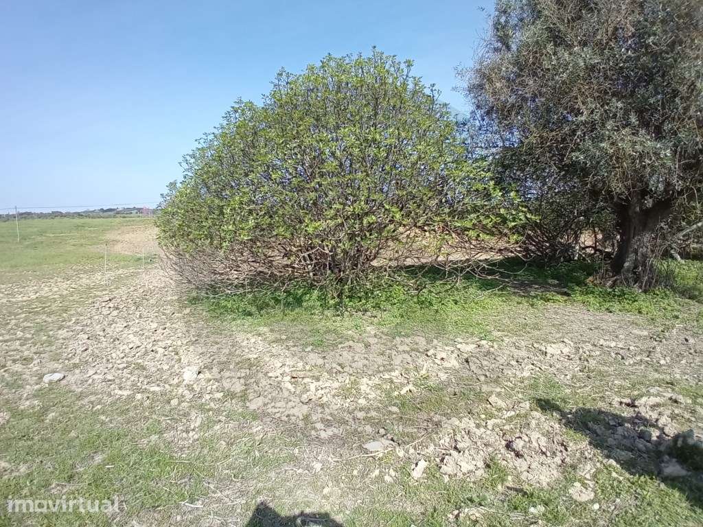 Terreno - Póvoa, Casével, Santarém - Grande imagem: 3/4