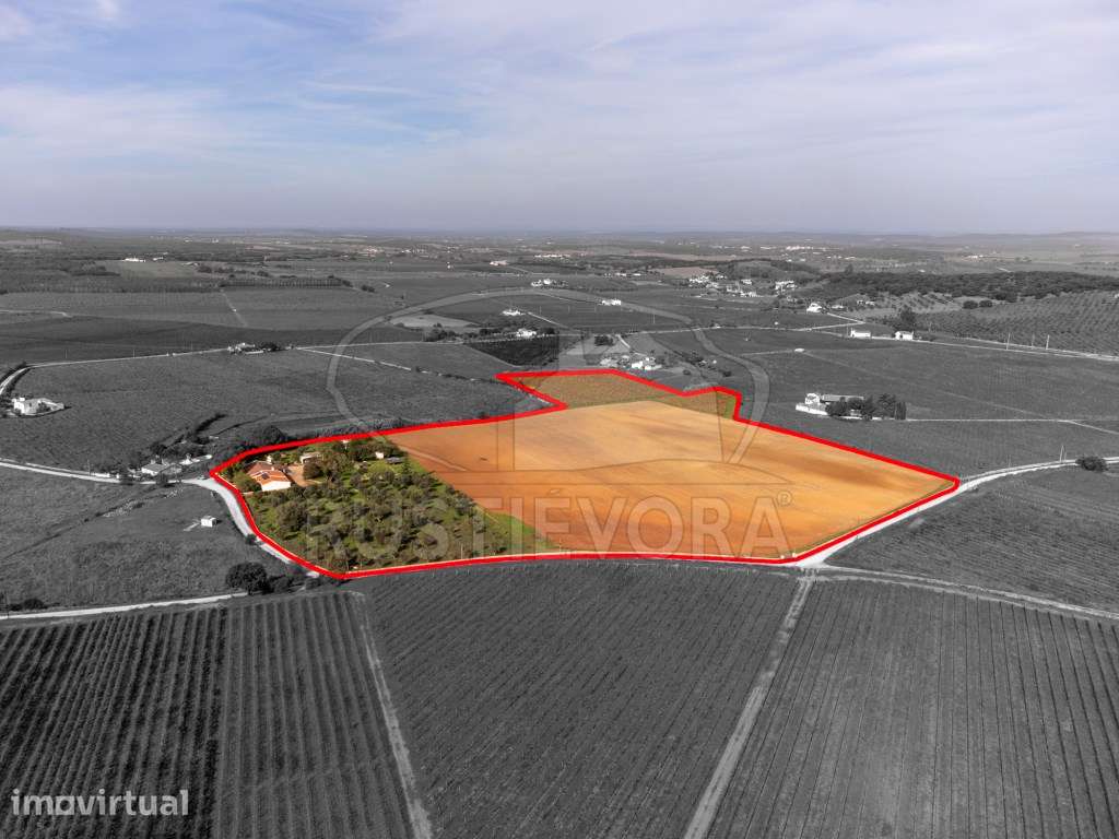 Quinta com 5,9 ha a 3 km de Borba - Tranquilidade, Privacidade e Po... - Grande imagem: 3/56