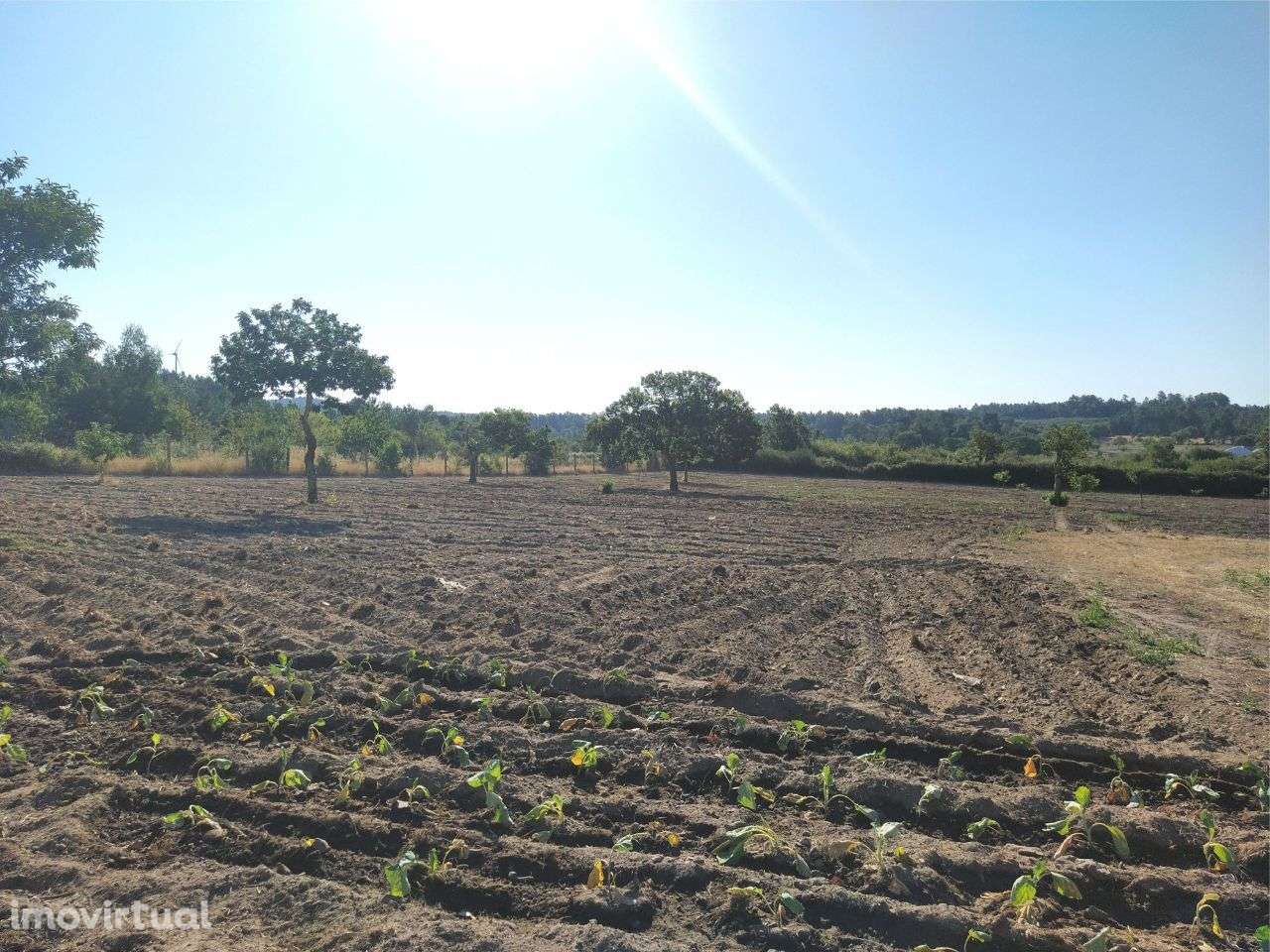Terreno rústico na Vila de Penedono - Grande imagem: 5/12