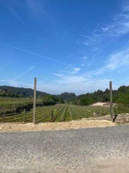 Terreno com 50000m2 com Vinha Mecanizada nova - Grande imagem: 5/7
